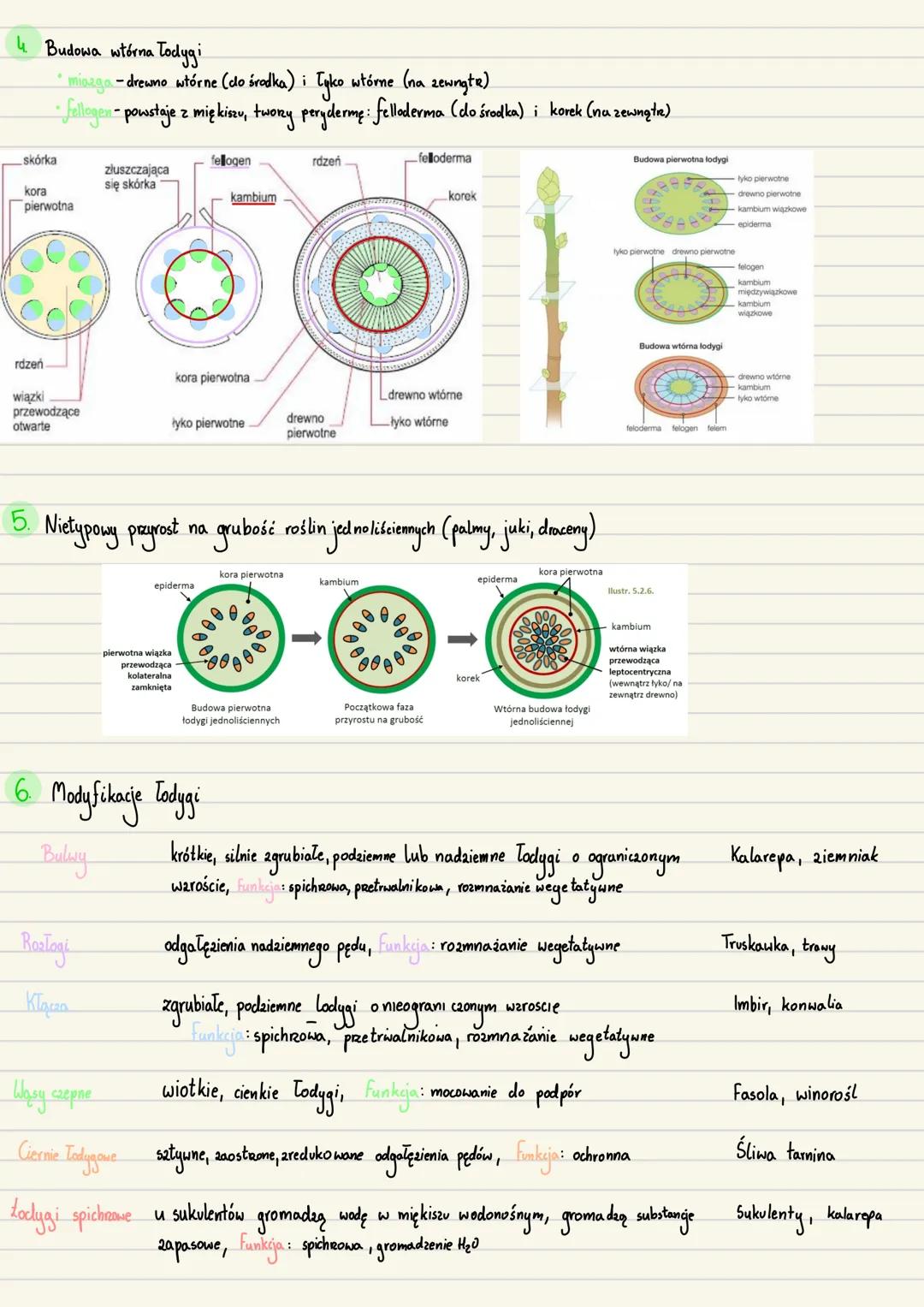 --- OCR Start ---
Zarodek
Początkowe stadium sporofitu roślin
1. Zavalak-młody, niedojnały sporofit, odżywia się substancjami pokarmowymi wy