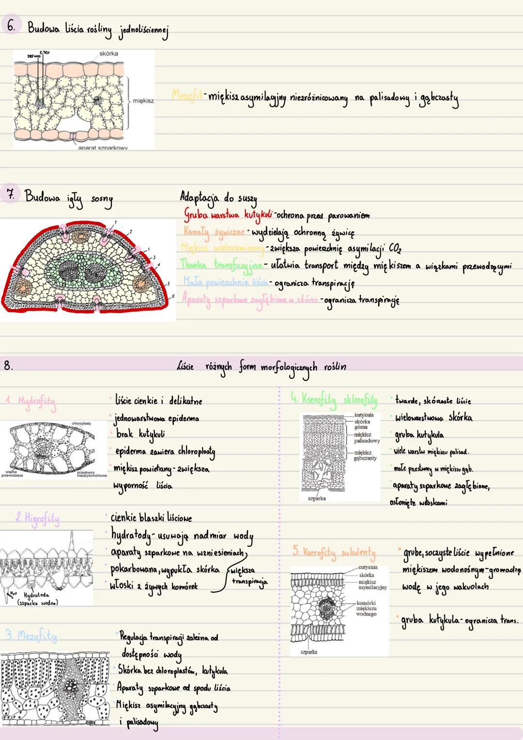 --- OCR Start ---
Zarodek
Początkowe stadium sporofitu roślin
1. Zavalak-młody, niedojnały sporofit, odżywia się substancjami pokarmowymi wy