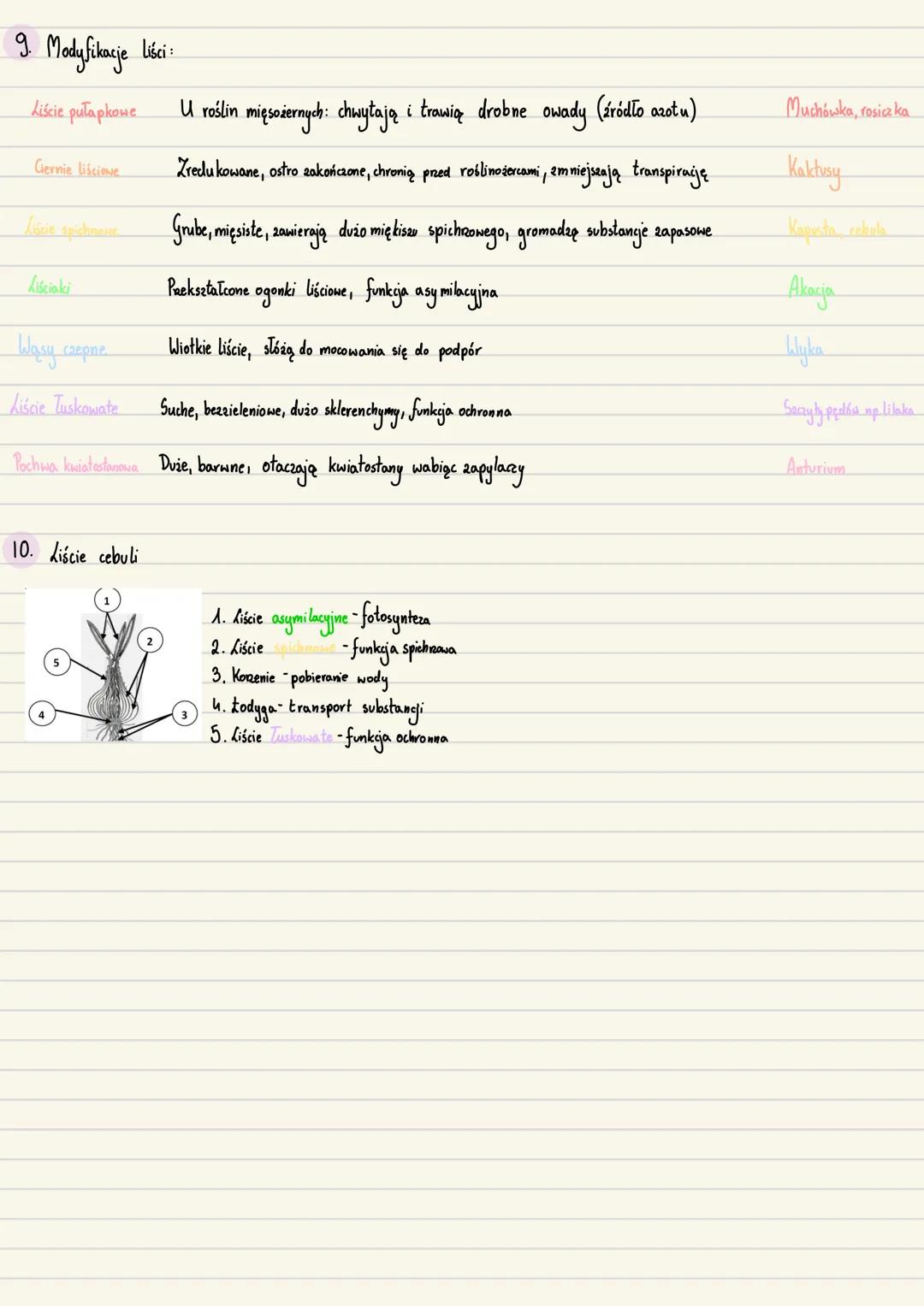 --- OCR Start ---
Zarodek
Początkowe stadium sporofitu roślin
1. Zavalak-młody, niedojnały sporofit, odżywia się substancjami pokarmowymi wy