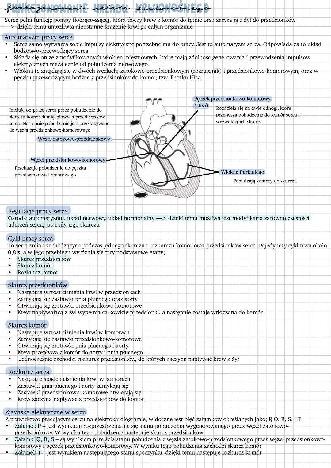 Funkcjonowanie układu krwionośnego
