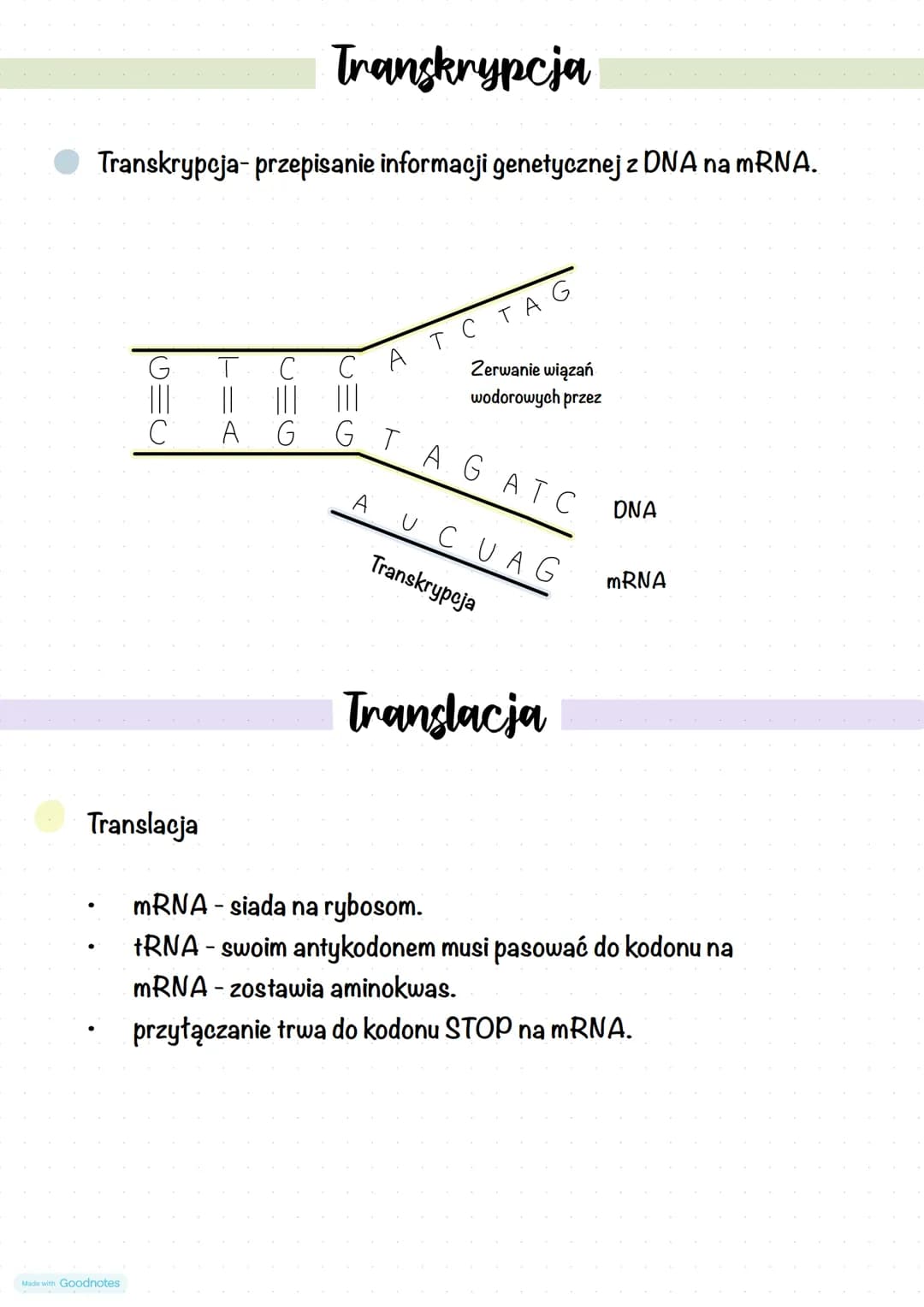 Kwasy nukleinowe – strona 4