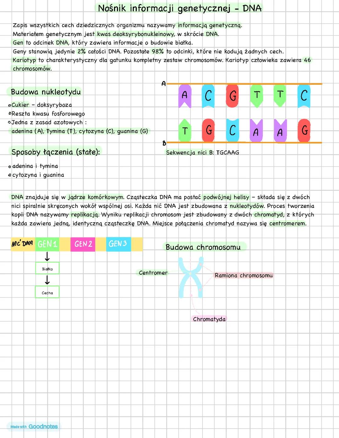 Nośnik informacji genetycznej- DNA