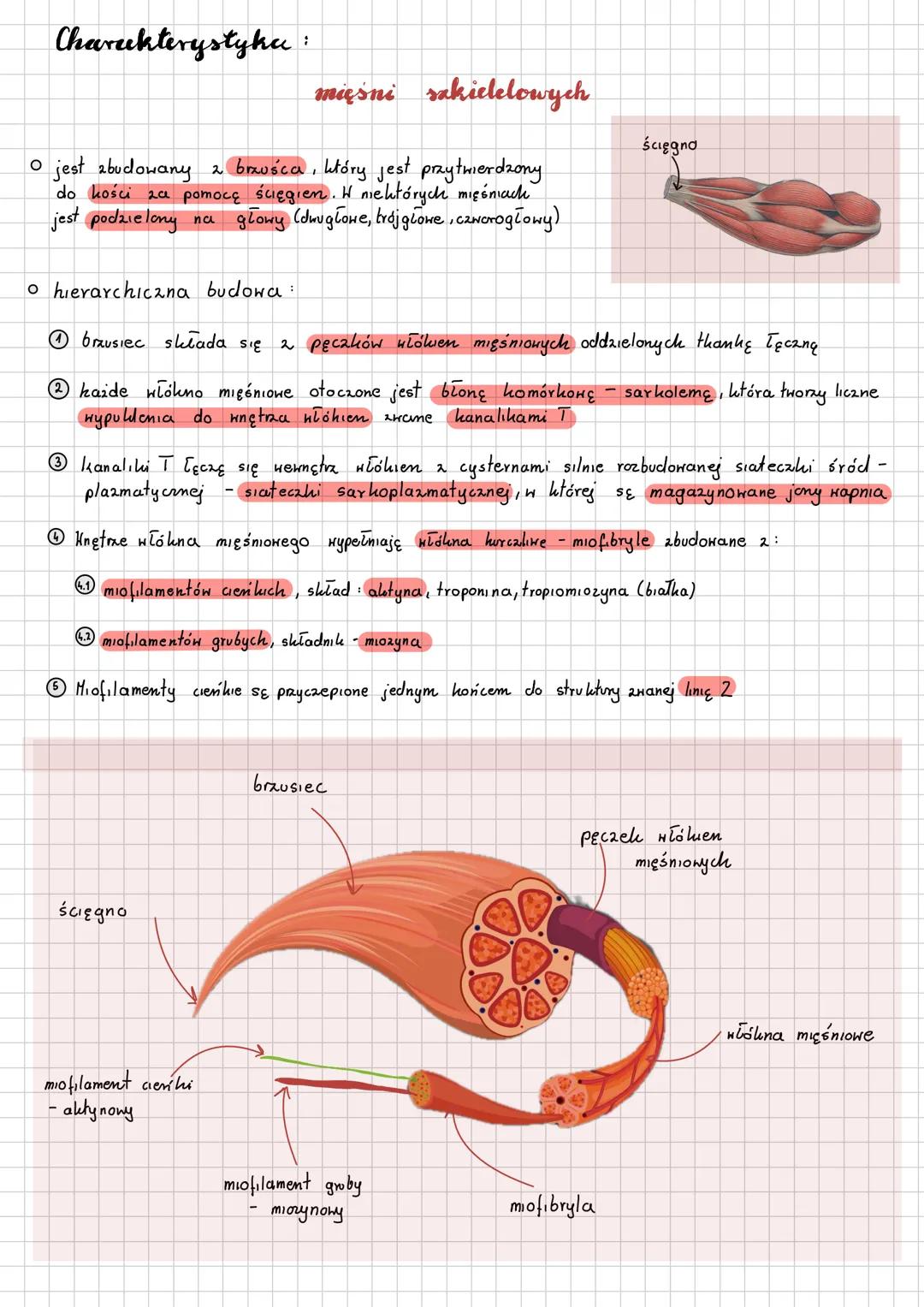 # Mięśnie
Pedzicet:
* Obudowa:
* zbudowane 2 thanhi mięśnionej poprzecznie prężkowanej serca
нібосапе uѕtаnki
cylindrycznie