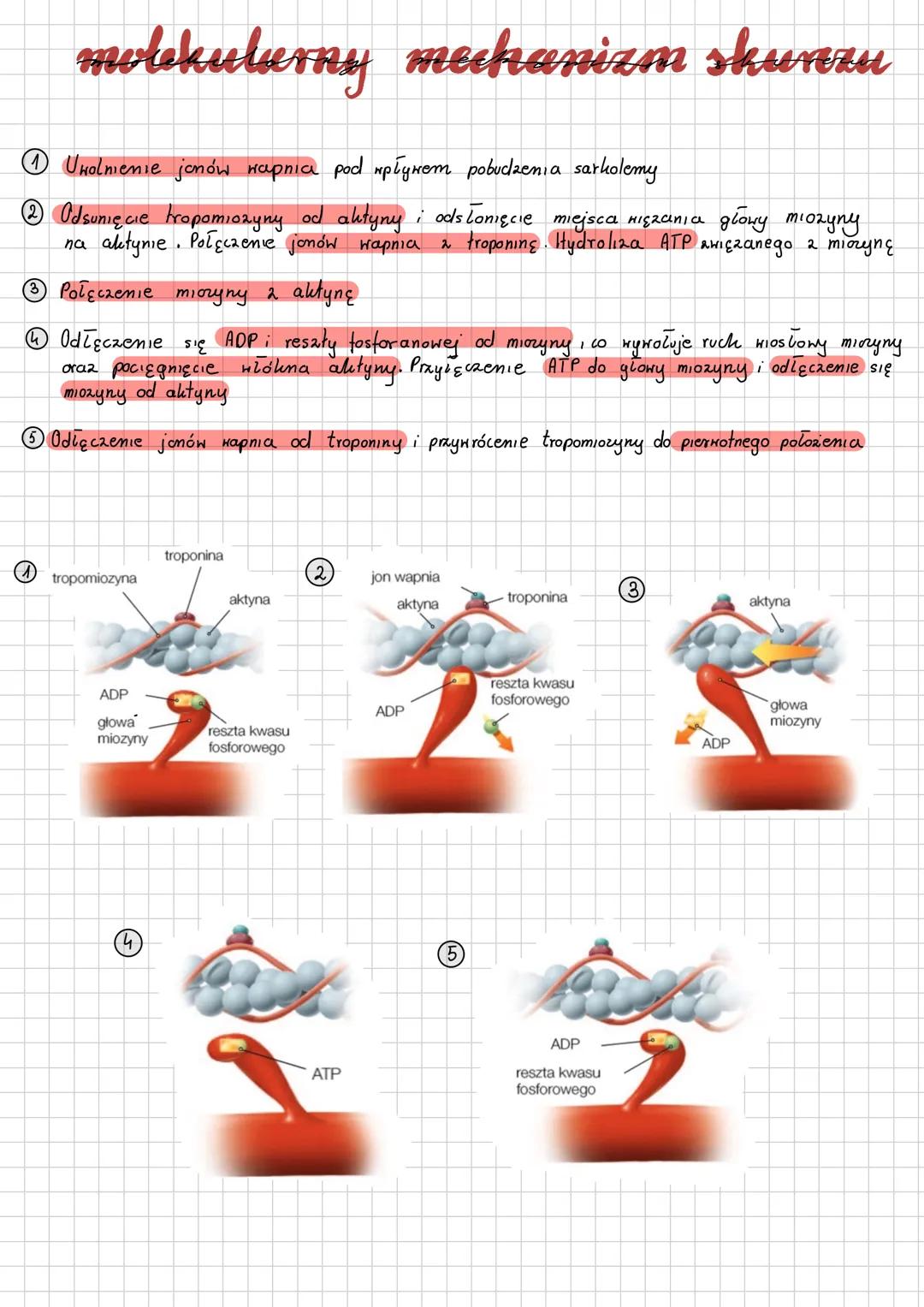 # Mięśnie
Pedzicet:
* Obudowa:
* zbudowane 2 thanhi mięśnionej poprzecznie prężkowanej serca
нібосапе uѕtаnki
cylindrycznie