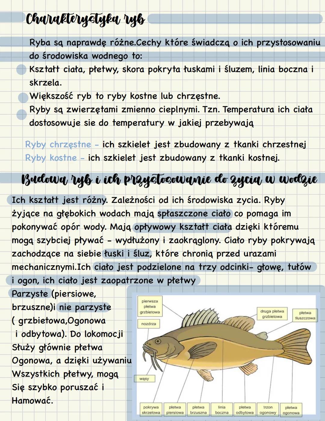 --- OCR Start ---
Ryby i kregowce cz.1
Mają wewnętrzny szkielet chrzęstny lub kostny. Jego ważną
częścią jest kręgosłup znajdujący sie po ra