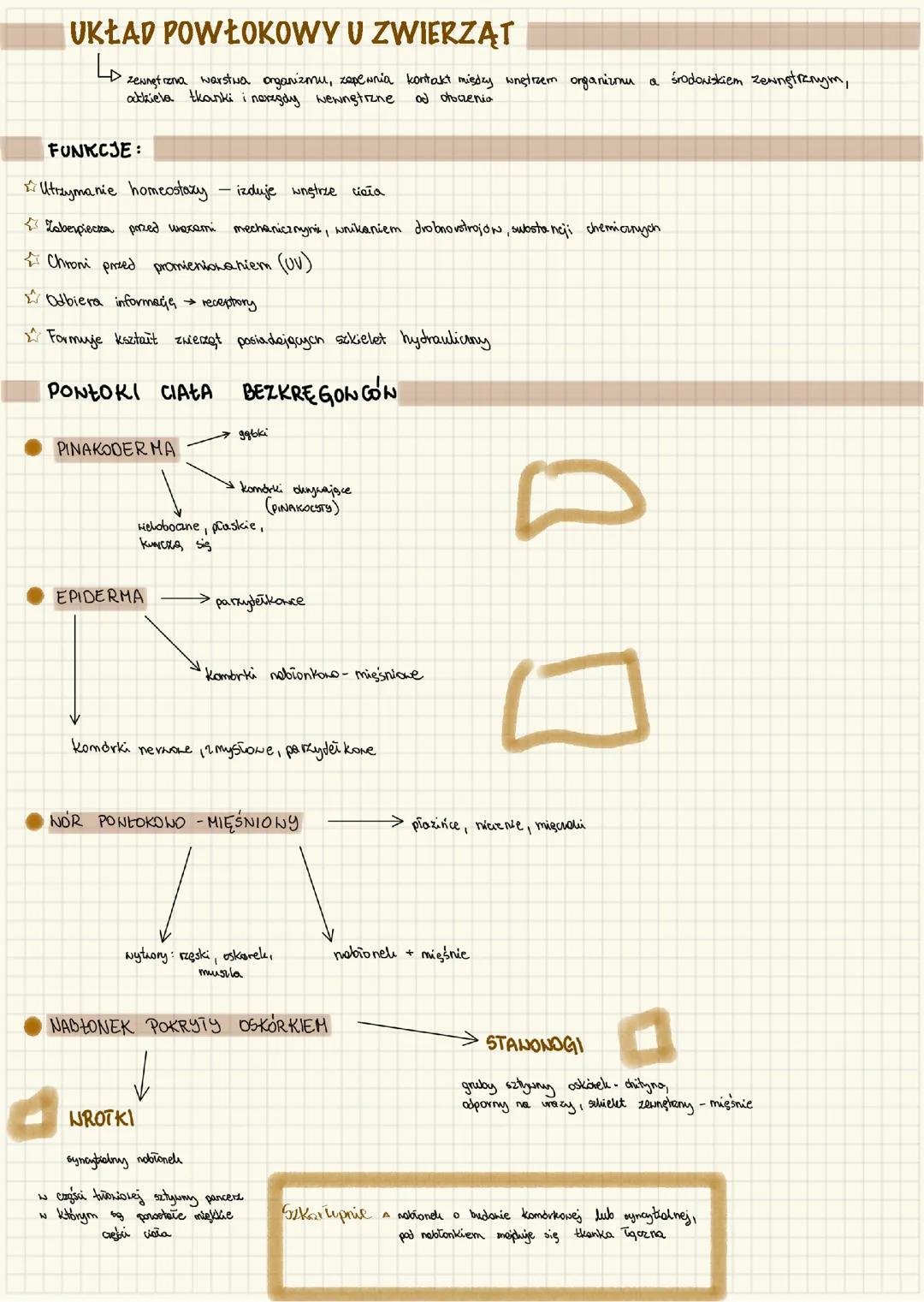 układ powłokowy u zwierząt