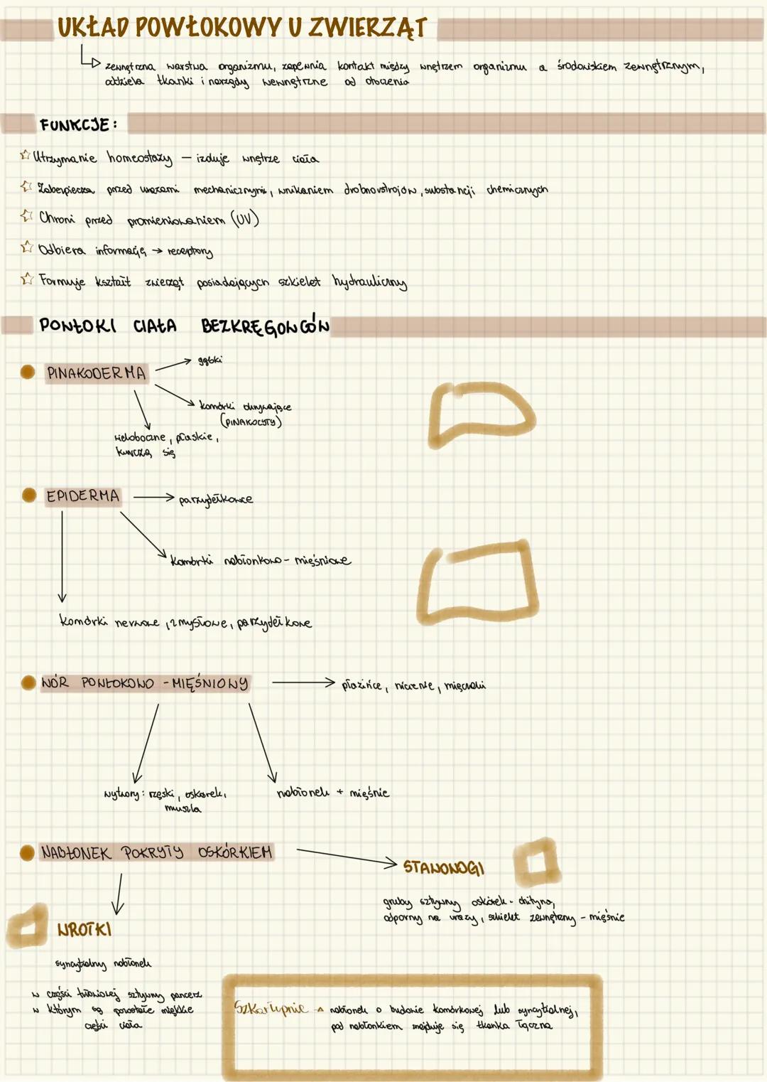 --- OCR Start ---
UKŁAD POWŁOKOWY U ZWIERZĄT
حا
zewnętrzna warstwa organizmu, zapewnia kontakt między wnętrzem organizmu a środaxiskiem zewn