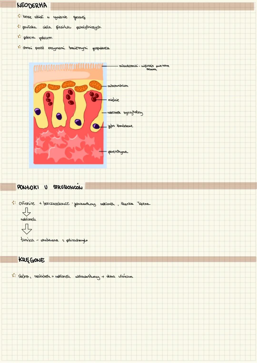 --- OCR Start ---
UKŁAD POWŁOKOWY U ZWIERZĄT
حا
zewnętrzna warstwa organizmu, zapewnia kontakt między wnętrzem organizmu a środaxiskiem zewn