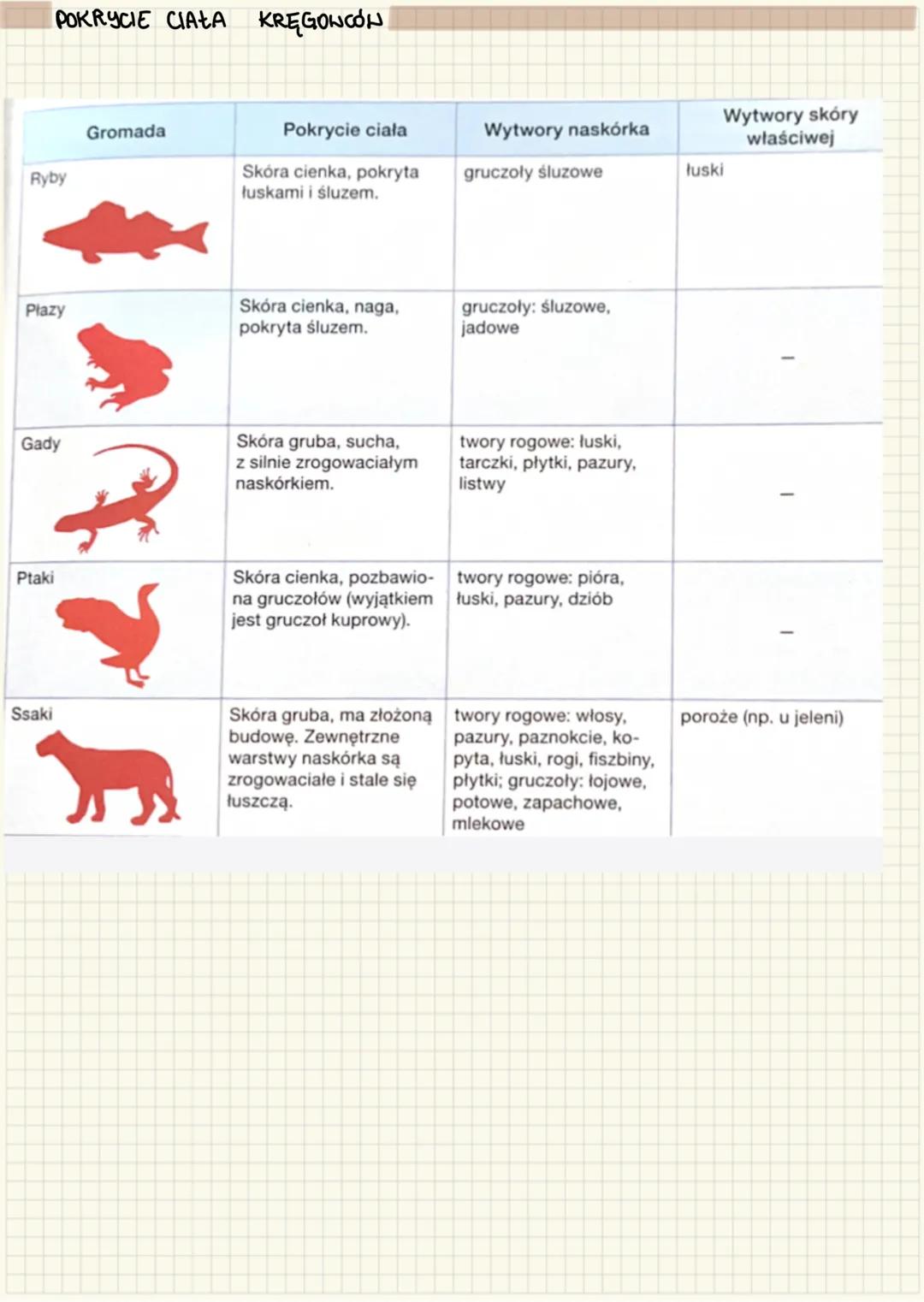 --- OCR Start ---
UKŁAD POWŁOKOWY U ZWIERZĄT
حا
zewnętrzna warstwa organizmu, zapewnia kontakt między wnętrzem organizmu a środaxiskiem zewn