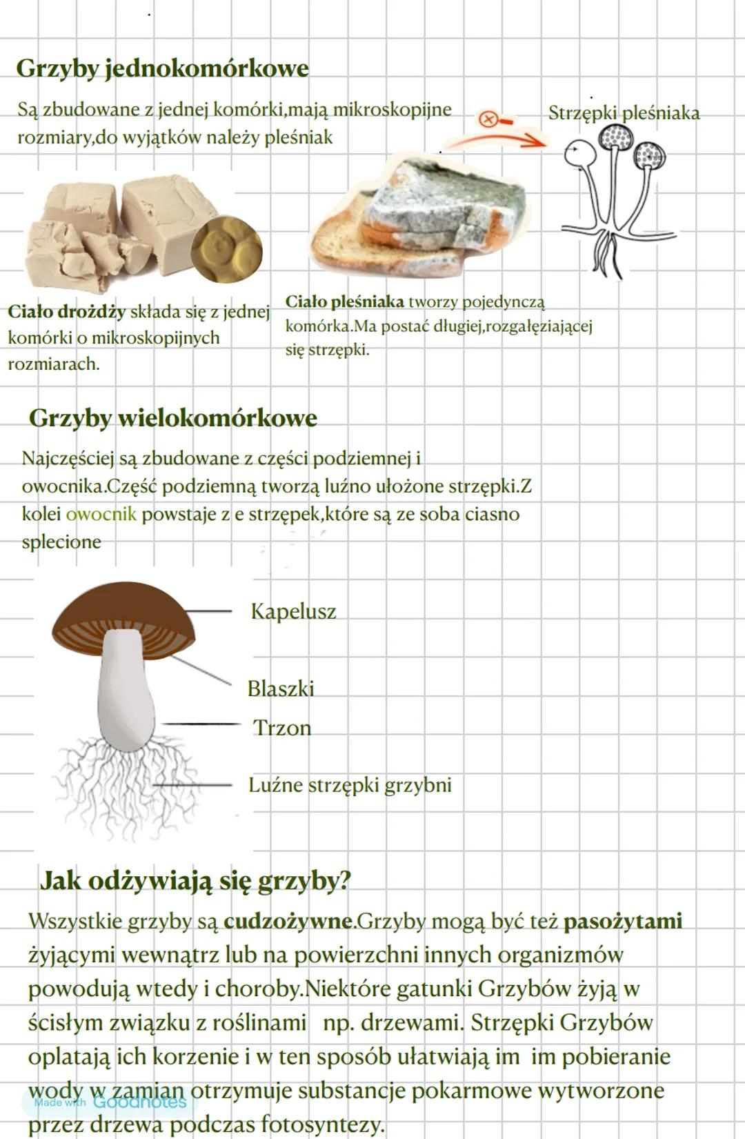 --- OCR Start ---
Budowa i różnorodność grzybów. Porosty
Cechy grzybów
Tworzą Osobne królestwo. Cechą charakterystyczną większości
z nich je