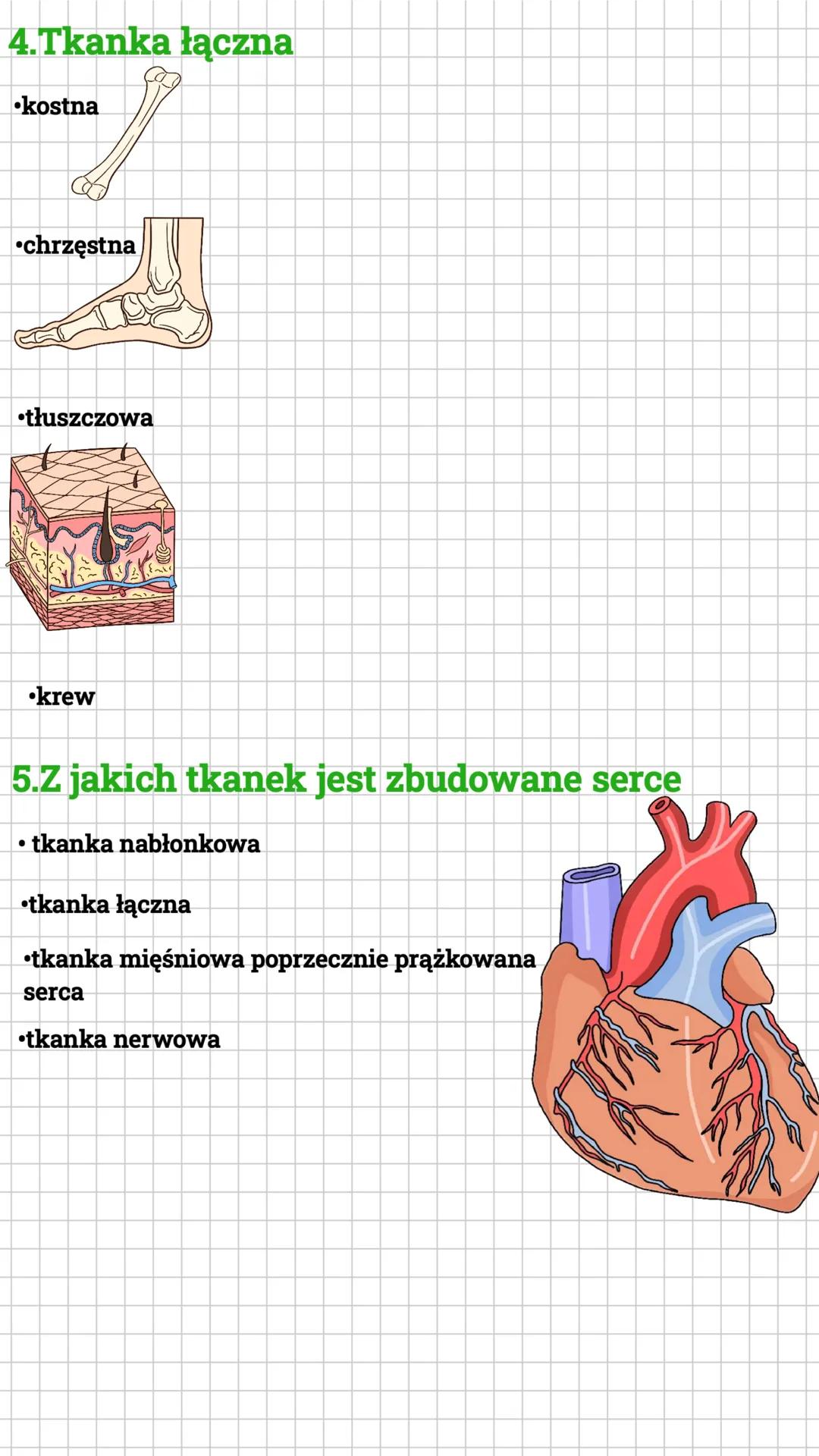 --- OCR Start ---
Organizm człowieka
jako funkcjonalna całość
1.budowa organizmu człowieka
•Komórki-mają podobne pochodzenie, podobną budowę