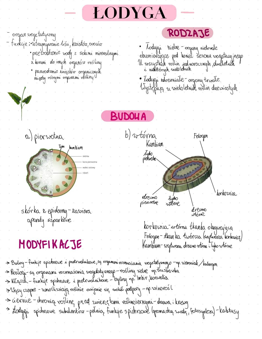 - ŁODYGA
- organ vegetatywny
- funkcje: utrzymywanie lišu, kwiatów, owoców
- prewodzenie wody z sdami mineralnymi
2 korzeni do innych organ