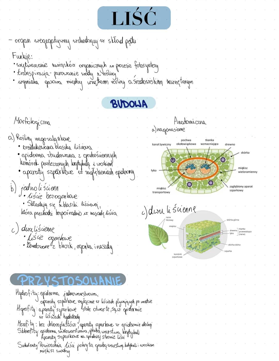 - ŁODYGA
- organ vegetatywny
- funkcje: utrzymywanie lišu, kwiatów, owoców
- prewodzenie wody z sdami mineralnymi
2 korzeni do innych organ