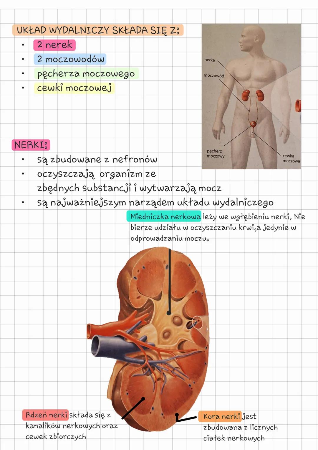 --- Biologia
klasa 7 układ wydalniczy
Temat: Budowa i działanie
układu wydalniczego.
CZYM JEST WYDALANIE?
Wydalanie jest to usuwanie zbędnyc