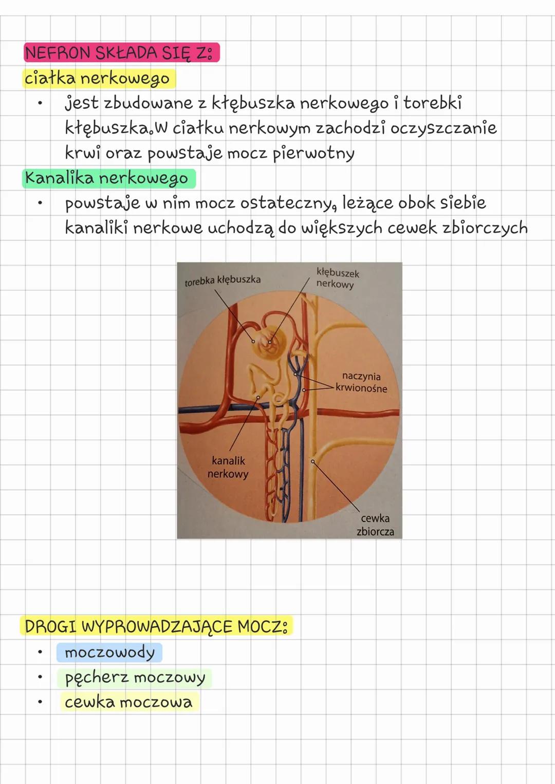 --- Biologia
klasa 7 układ wydalniczy
Temat: Budowa i działanie
układu wydalniczego.
CZYM JEST WYDALANIE?
Wydalanie jest to usuwanie zbędnyc
