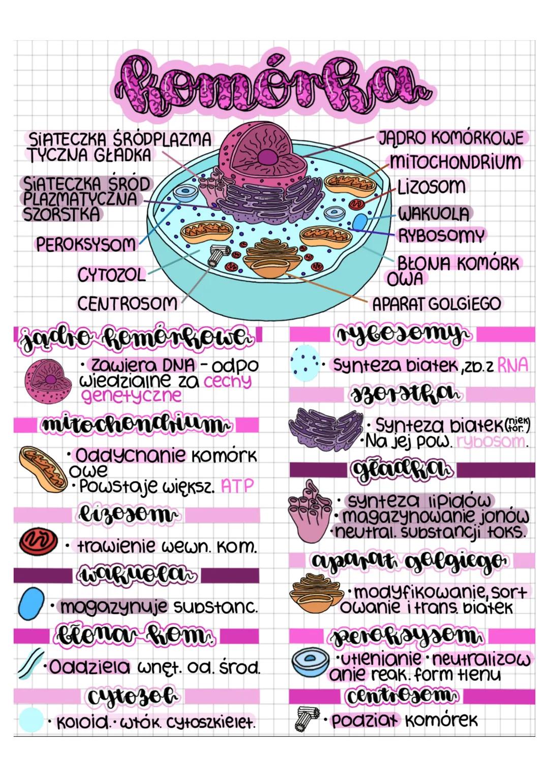 --- OCR Start ---
·
Gomórka
JADRO KOMÓRKOWE
SIATECZKA ŚRÓDPLAZMA
TYCZNA GŁADKA
MITOCHONDRIUM
SIATECZKA ŚROD
Lizosom
PLAZMATYCZNA
WAKUOLA
SZO