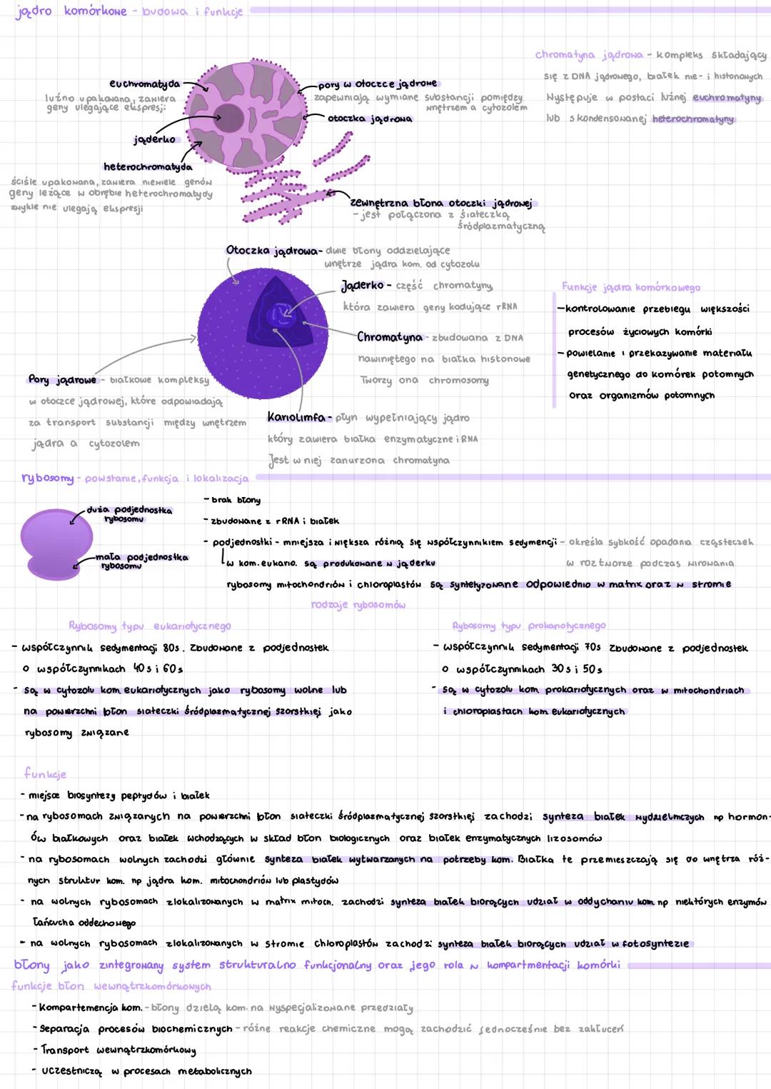 # komórka
elementy budowy komórki eukariotycznej (na preparacie mikroskoponym, na makrofotografiu, rysunku wo schemacie)
komórka roślinna.