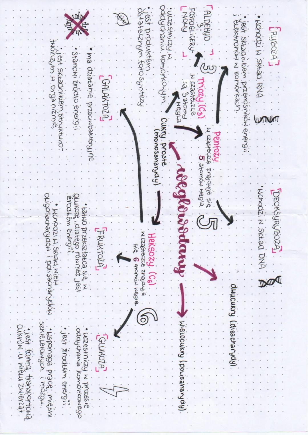 # SAHARYDY
Powstają w procesie fotosyntezy, są związkami organicznymi.
budwa
Składają się z:
C
Węgla
H
Wodoru
Ο
tienu
W niektórych