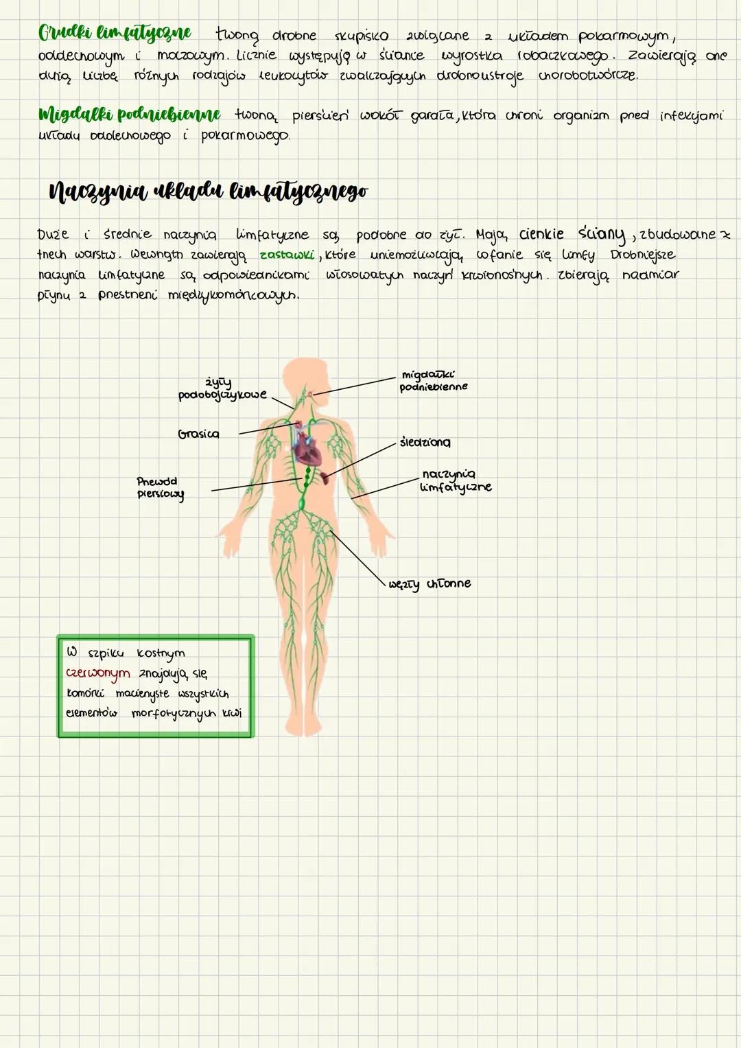# Skład i funkcje krwi
1. Funkcje i główne składniki krwi
to tkanka prynna (ięczno), w znacznej miene składa się z wody.
Składa się 2 skīα