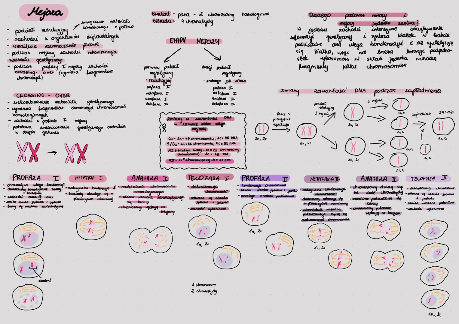 Mejora
- podział redukcyjny
- zachodzi u organizmów diploidalnych
- umożliwia rozmnażanie płciowe
- podczas mejozy zachodzi rekombinacja
