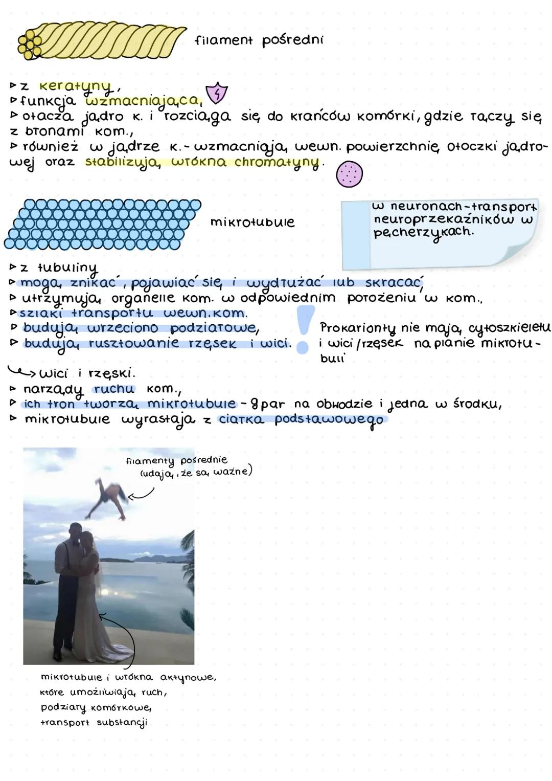 # Komórka
organella
# Jadro kom.
Pory jadrowe
(transport)
kariolimfa- pryn wypełniający
jadro (biarka enzymatyczne i
RNA).
ołoczka jądro