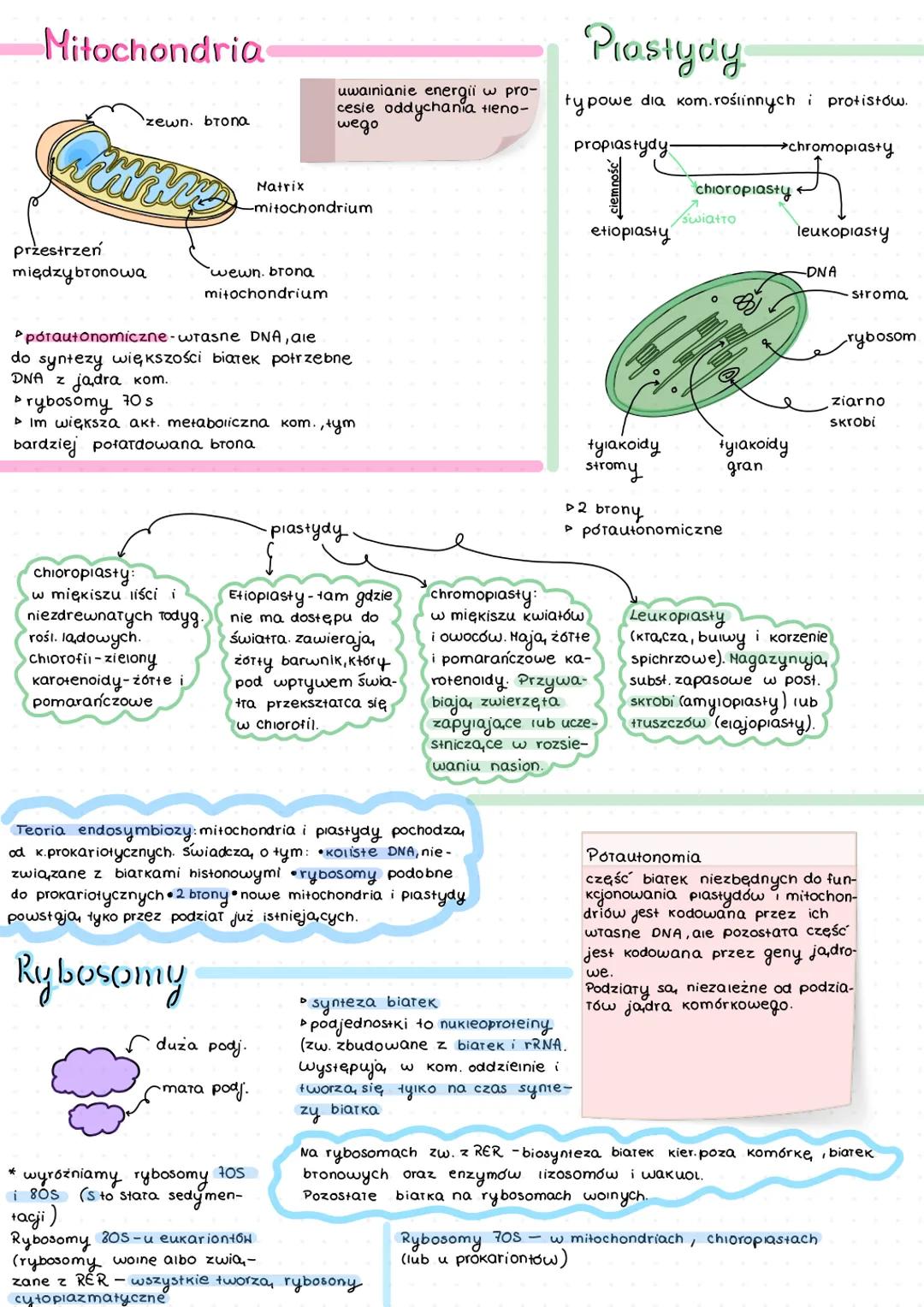 # Komórka
organella
# Jadro kom.
Pory jadrowe
(transport)
kariolimfa- pryn wypełniający
jadro (biarka enzymatyczne i
RNA).
ołoczka jądro