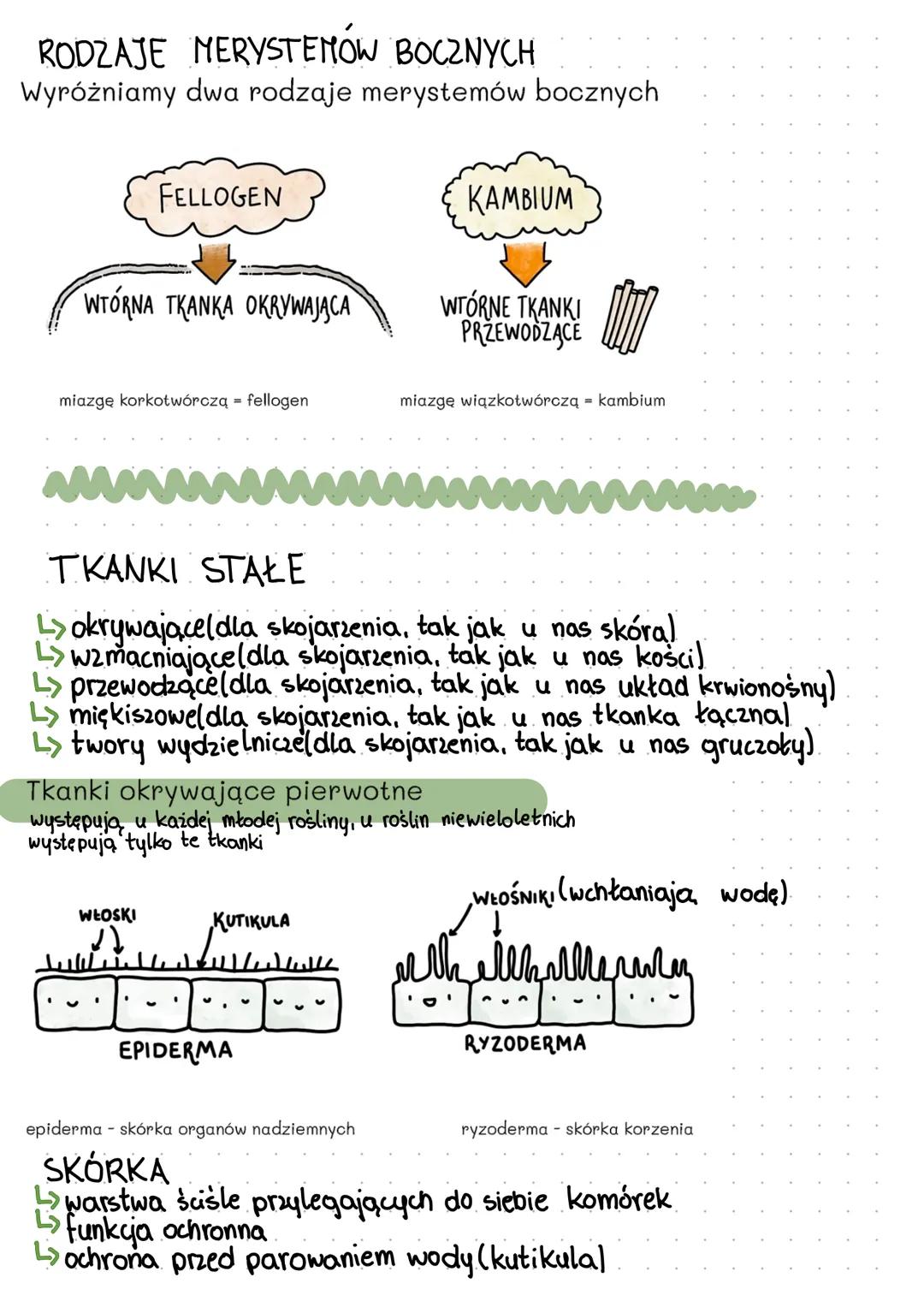# ROŚLINY
wzrost tkanek u roślin
zlokalizowany
nieograniczony
rośliny które cały czas
rosną,
rośliny mają specjalne
rodzaje tkanek które