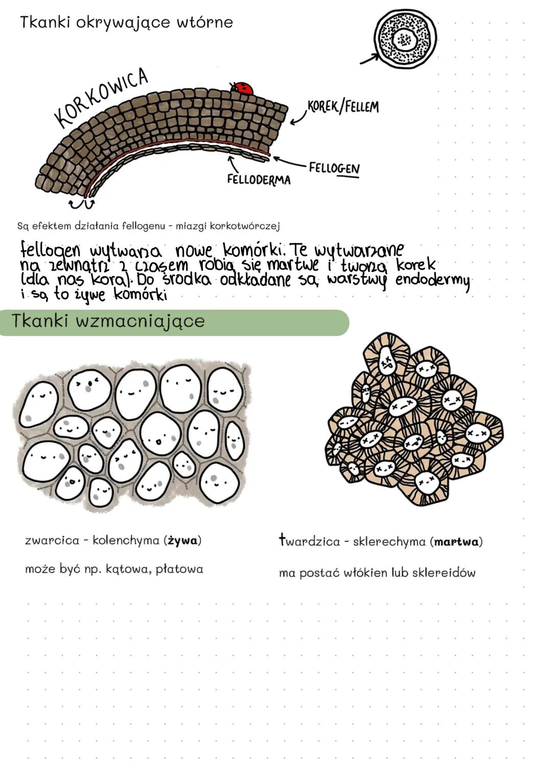# ROŚLINY
wzrost tkanek u roślin
zlokalizowany
nieograniczony
rośliny które cały czas
rosną,
rośliny mają specjalne
rodzaje tkanek które