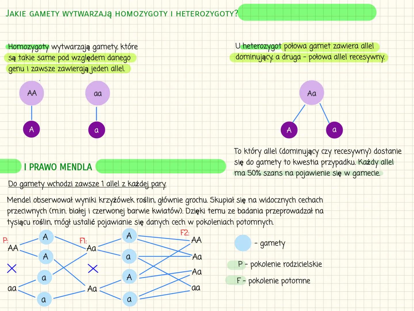 # I PRAWO MENDLA
Fenotyp to widoczne cechy organizmu oraz cechy fizjologiczne i biochemiczne.
Genotyp to zespół wszystkich genów organizmu