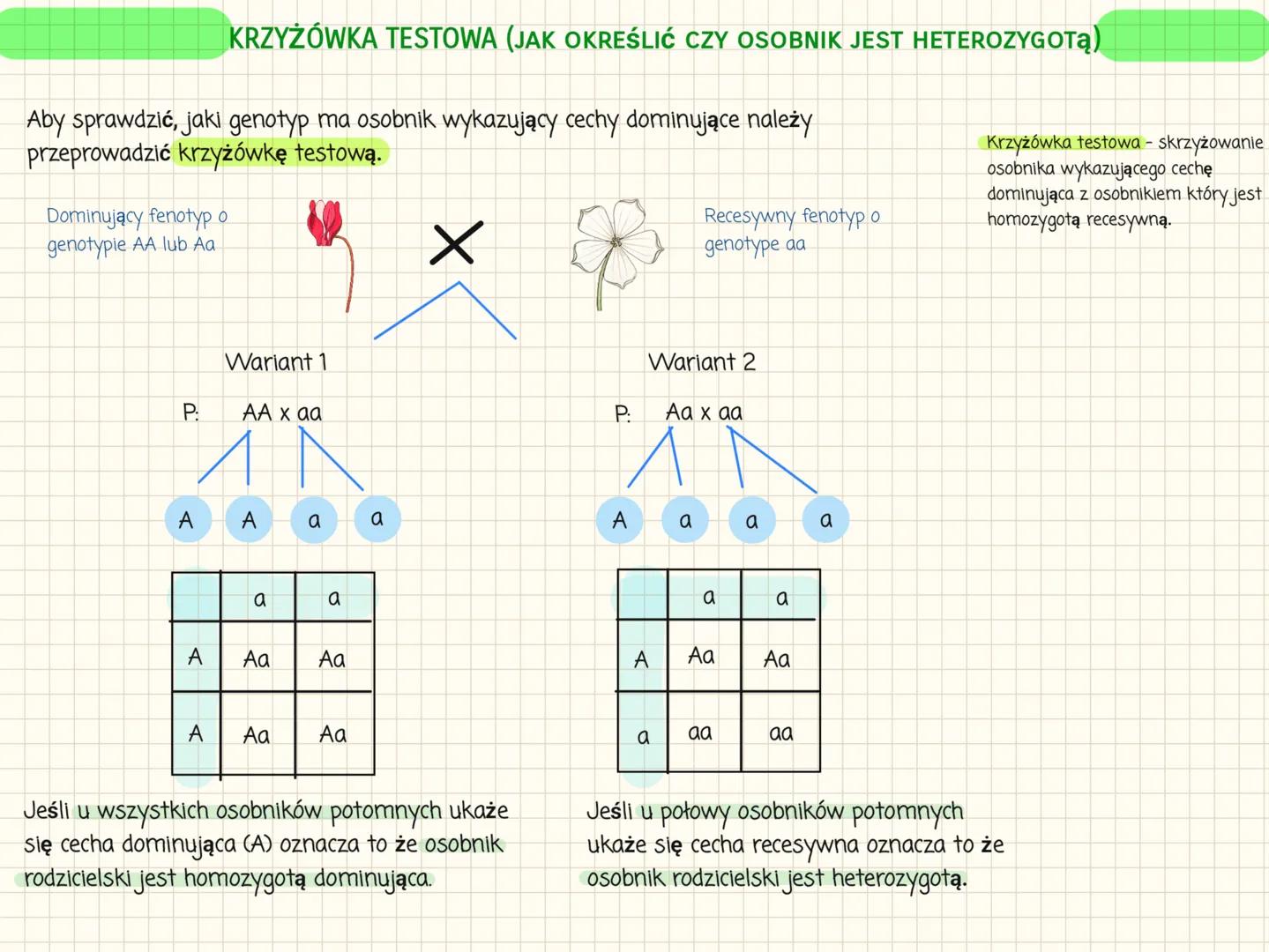 # I PRAWO MENDLA
Fenotyp to widoczne cechy organizmu oraz cechy fizjologiczne i biochemiczne.
Genotyp to zespół wszystkich genów organizmu