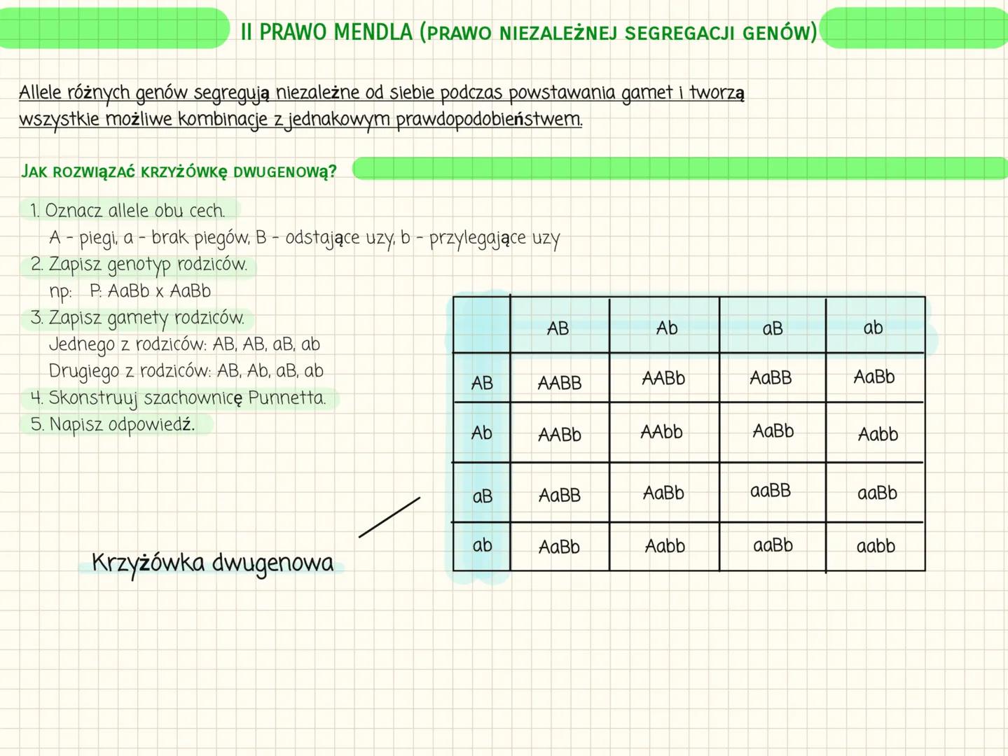# I PRAWO MENDLA
Fenotyp to widoczne cechy organizmu oraz cechy fizjologiczne i biochemiczne.
Genotyp to zespół wszystkich genów organizmu