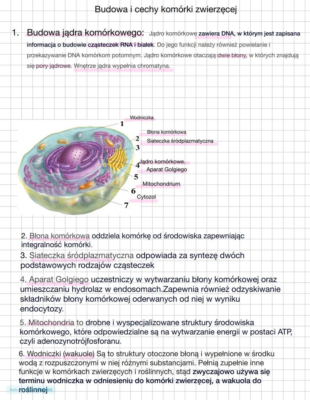 # Budowa i cechy komórki zwierzęcej
1. Budowa jądra komórkowego: Jądro komórkowe zawiera DNA, w którym jest zapisana
informacja o budowie c