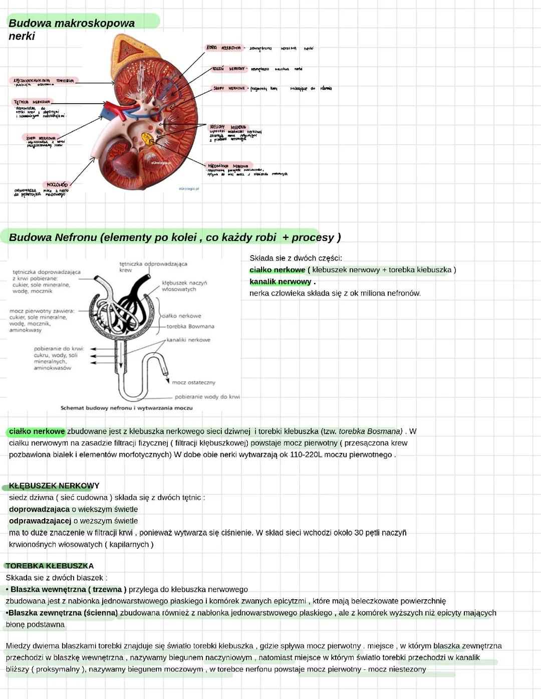 układ moczowy - rozszerzenie