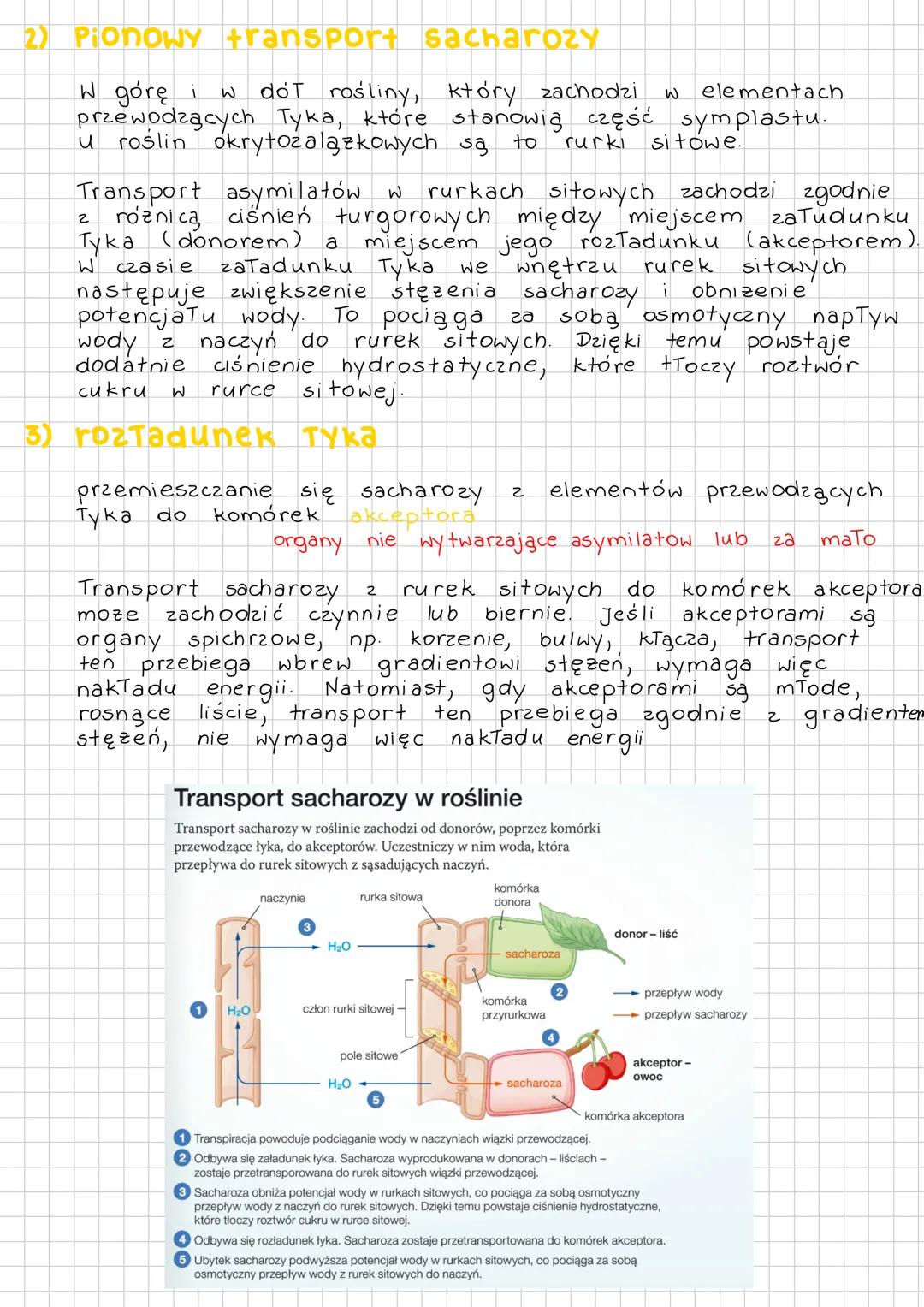 # TRANSPORT
# ASYMILATOW
# W ROSeine
asymilaty - produkty fotosyntezy
↳ pierwotnym produktem fotosyntezy jest trójwęglowy cukier -
aldeh