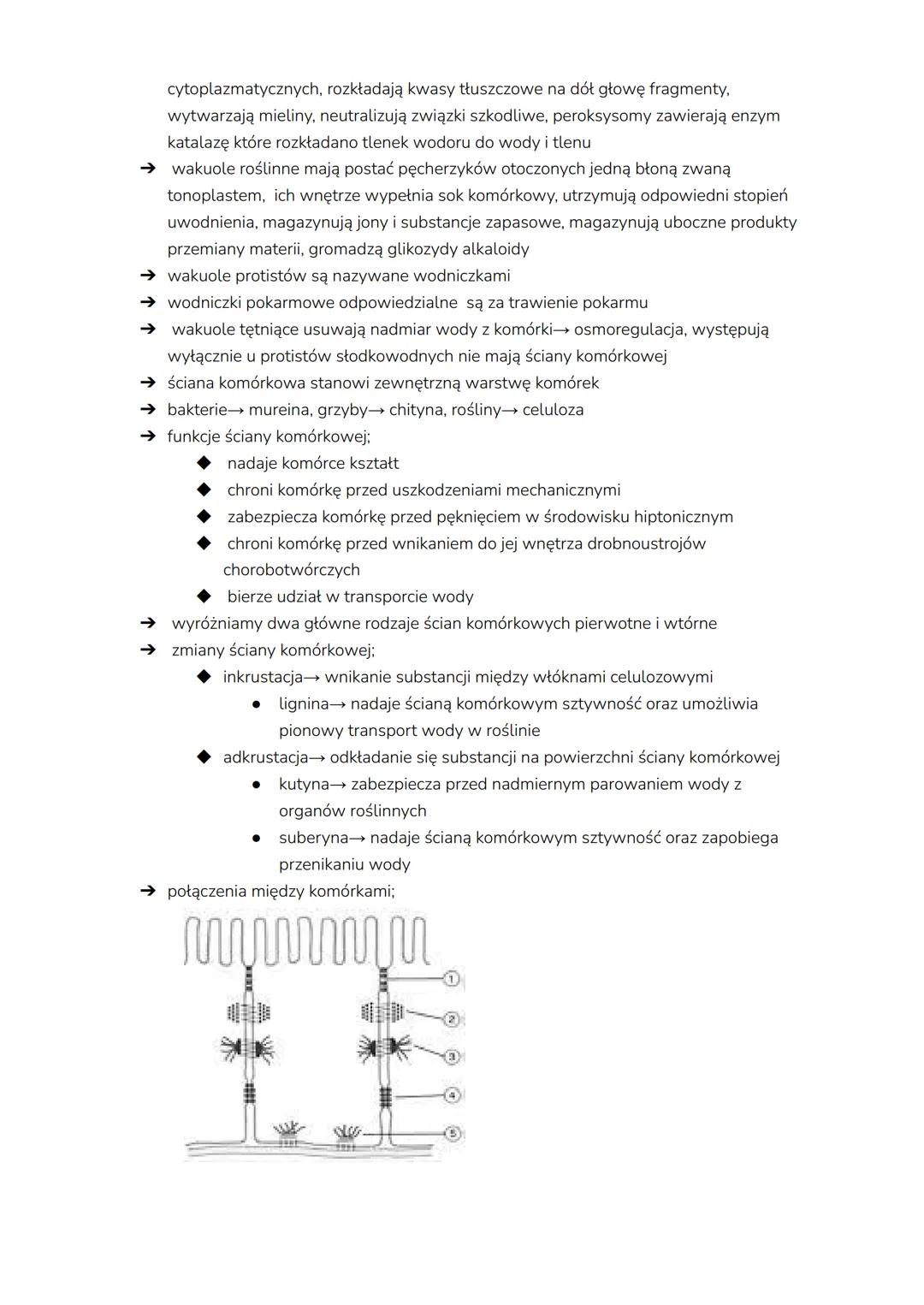 # komórka
→ komórka to podstawowa jednostka życia,budulcowa i funkcjonalna, zdolna do
wykonywania czynności życiowych, może być samodzielny