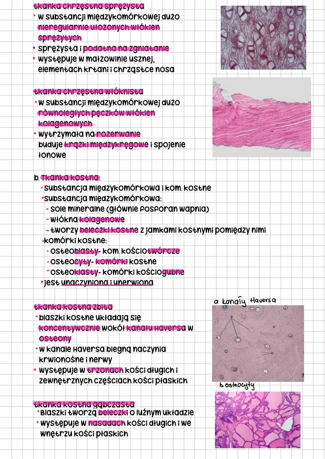 # Tkanki zwierzęce
Podział tkanek
Tkanki ostateczne-nabłonkowa, łączna,
mięśniowa i nerwowa, powstają z różnych
tkanek pierwostnych-listków