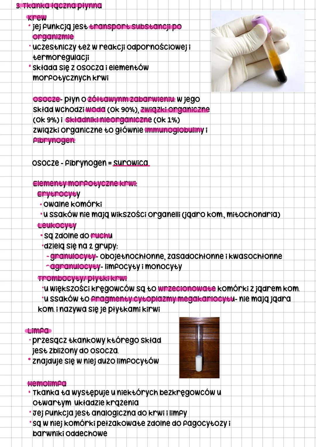 # Tkanki zwierzęce
Podział tkanek
Tkanki ostateczne-nabłonkowa, łączna,
mięśniowa i nerwowa, powstają z różnych
tkanek pierwostnych-listków