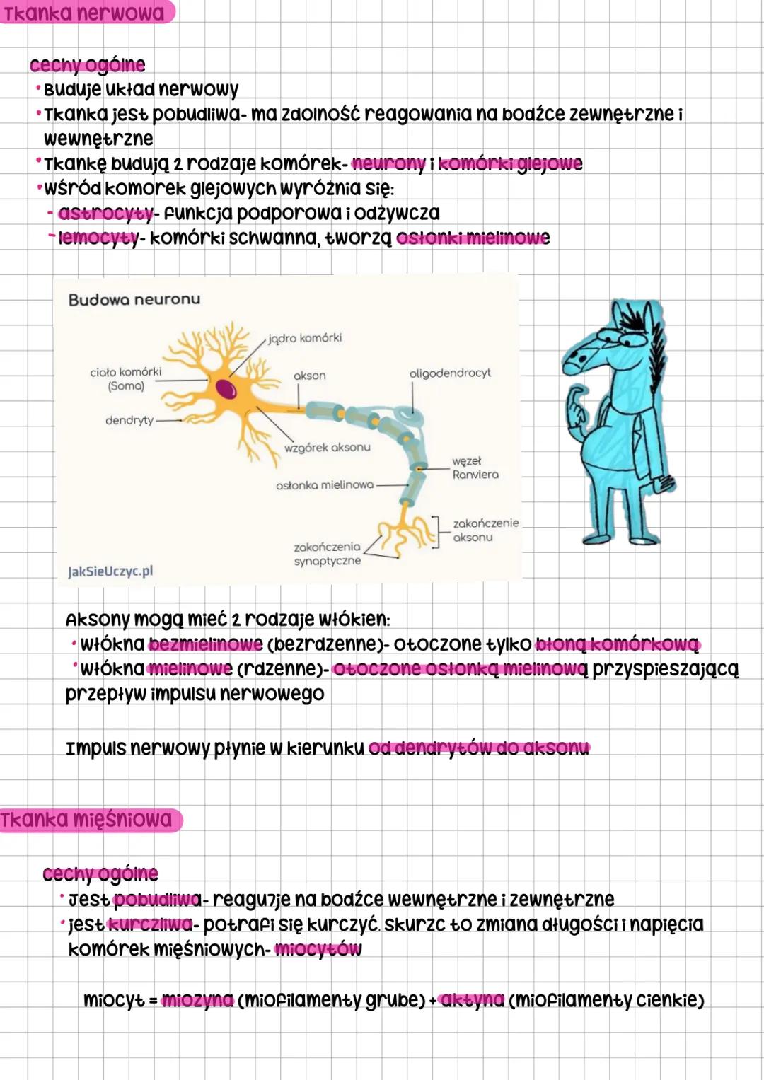 # Tkanki zwierzęce
Podział tkanek
Tkanki ostateczne-nabłonkowa, łączna,
mięśniowa i nerwowa, powstają z różnych
tkanek pierwostnych-listków