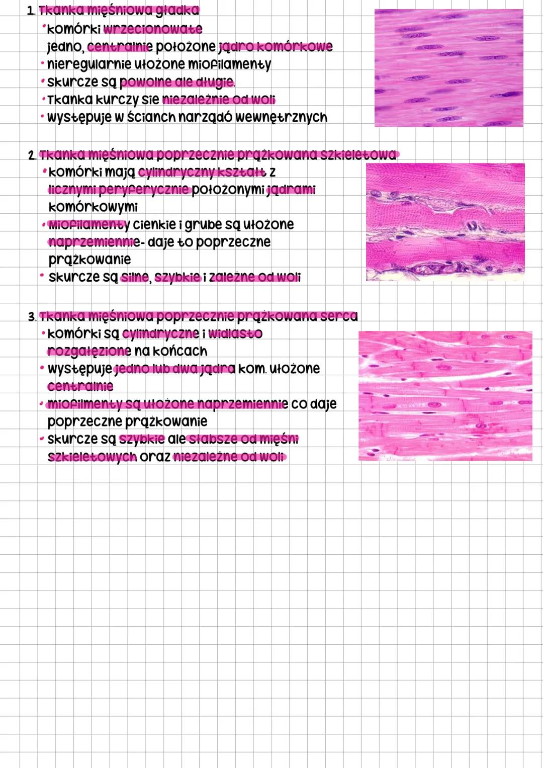 # Tkanki zwierzęce
Podział tkanek
Tkanki ostateczne-nabłonkowa, łączna,
mięśniowa i nerwowa, powstają z różnych
tkanek pierwostnych-listków