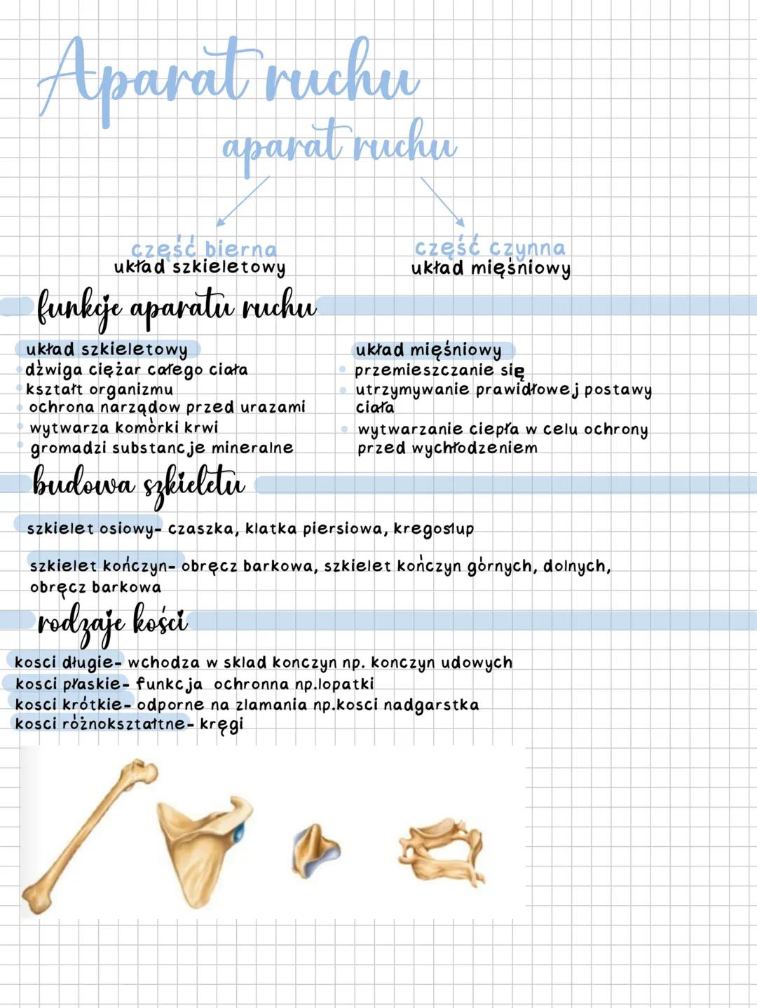 # Aparat ruchu
aparat ruchu
część bierna
układ szkieletowy
## funkcje aparatu ruchu
układ szkieletowy
dźwiga ciężar całego ciała
kształt