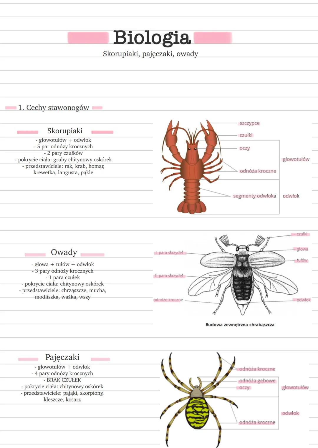 # Biologia
Skorupiaki, pajęczaki, owady
1. Cechy stawonogów
Skorupiaki
- głowotułów + odwłok
- 5 par odnóży krocznych
- 2 pary czułków
- p