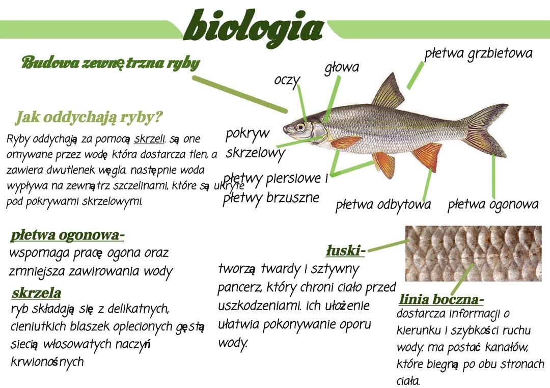 Biologia- ryby