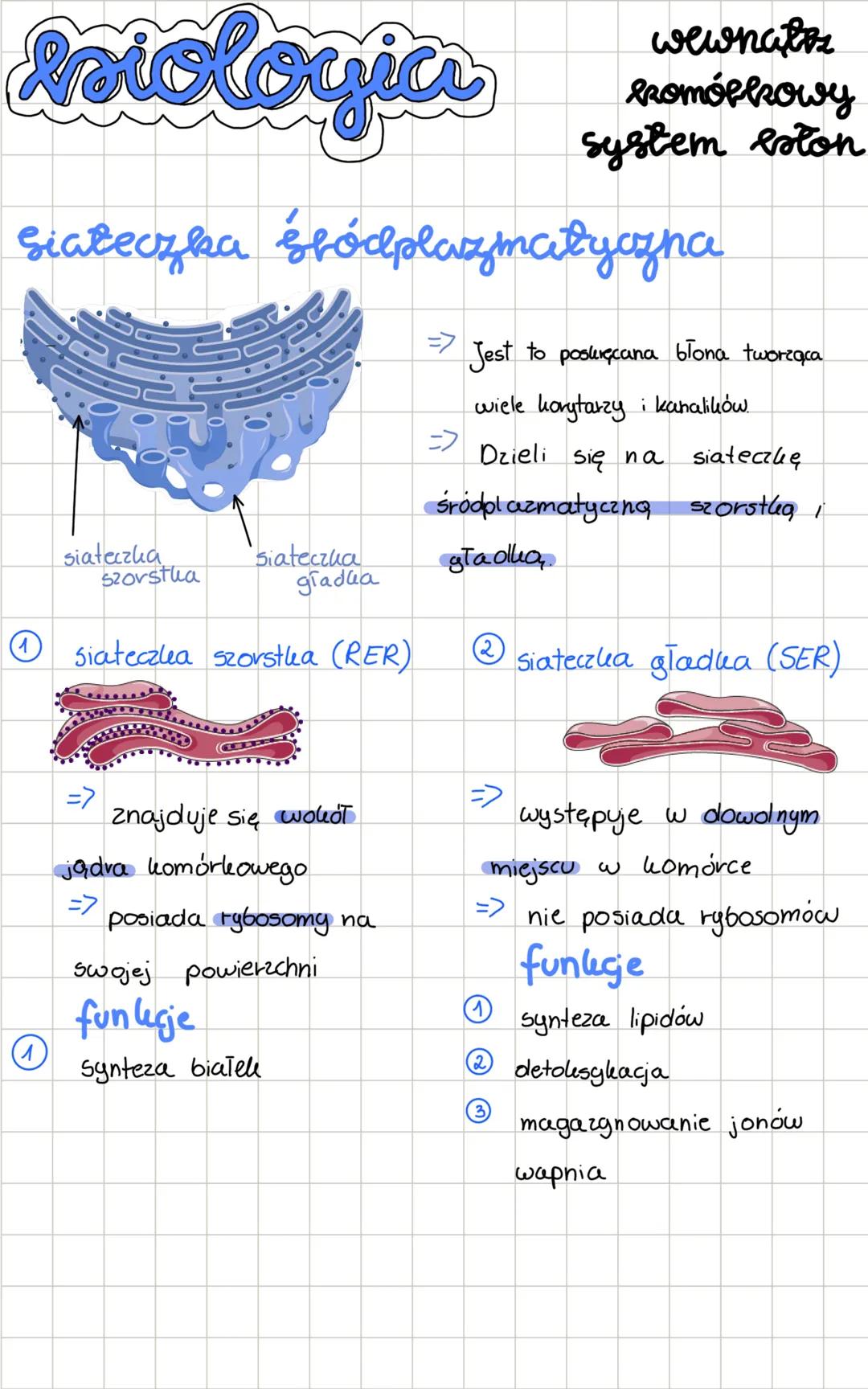 # biologia
wewnatrz
komórkowy
system błon
siateczka śródplazmatyczna
> Jest to poskręcana błona tworząca
wiele korytarzy i kanalików.
> Dzie