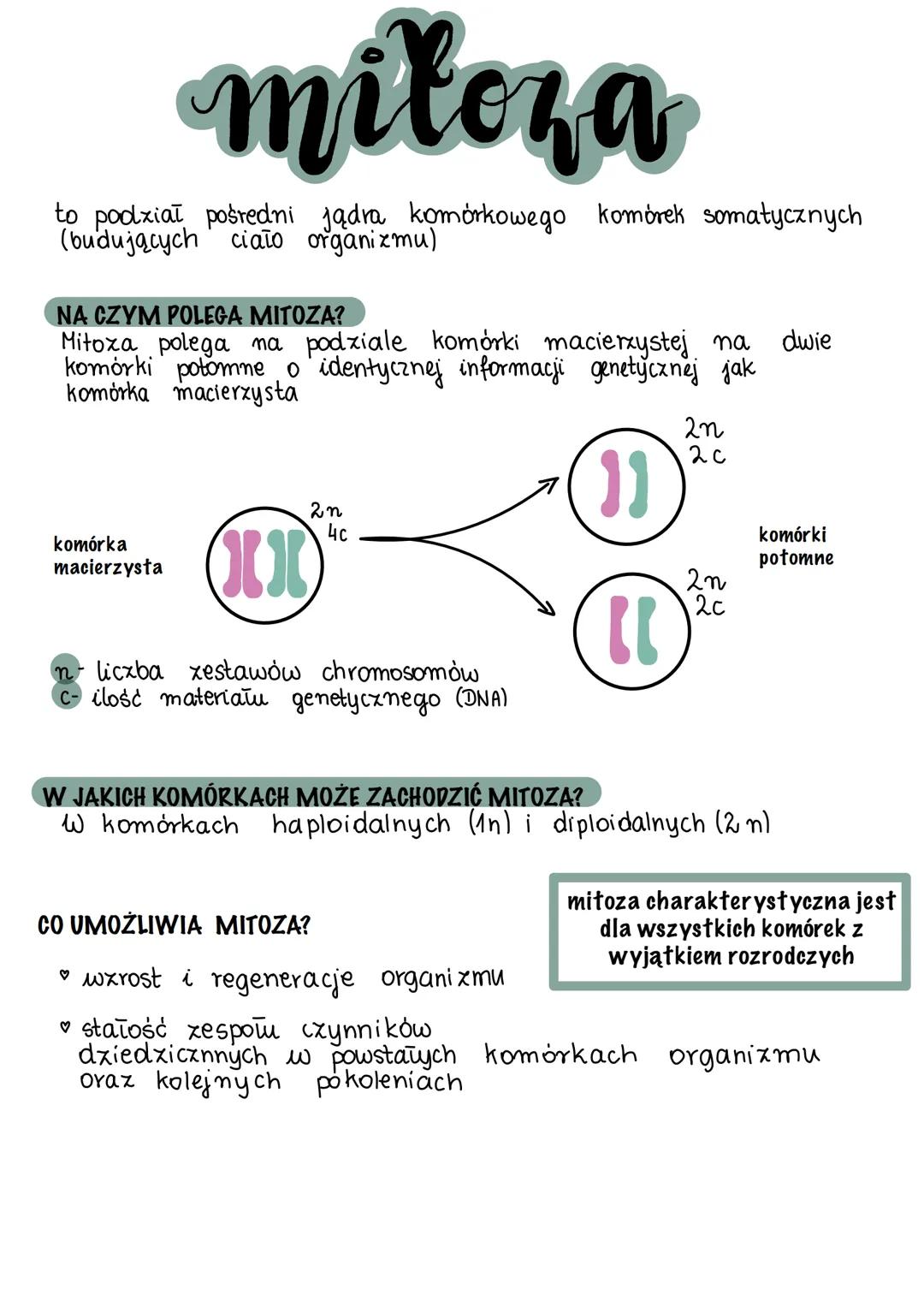 --- OCR Start ---
mitoza
to podział pośredni jądra komórkowego komórek somatycznych
(budujących ciało organizmu)
NA CZYM POLEGA MITOZA?
Mito