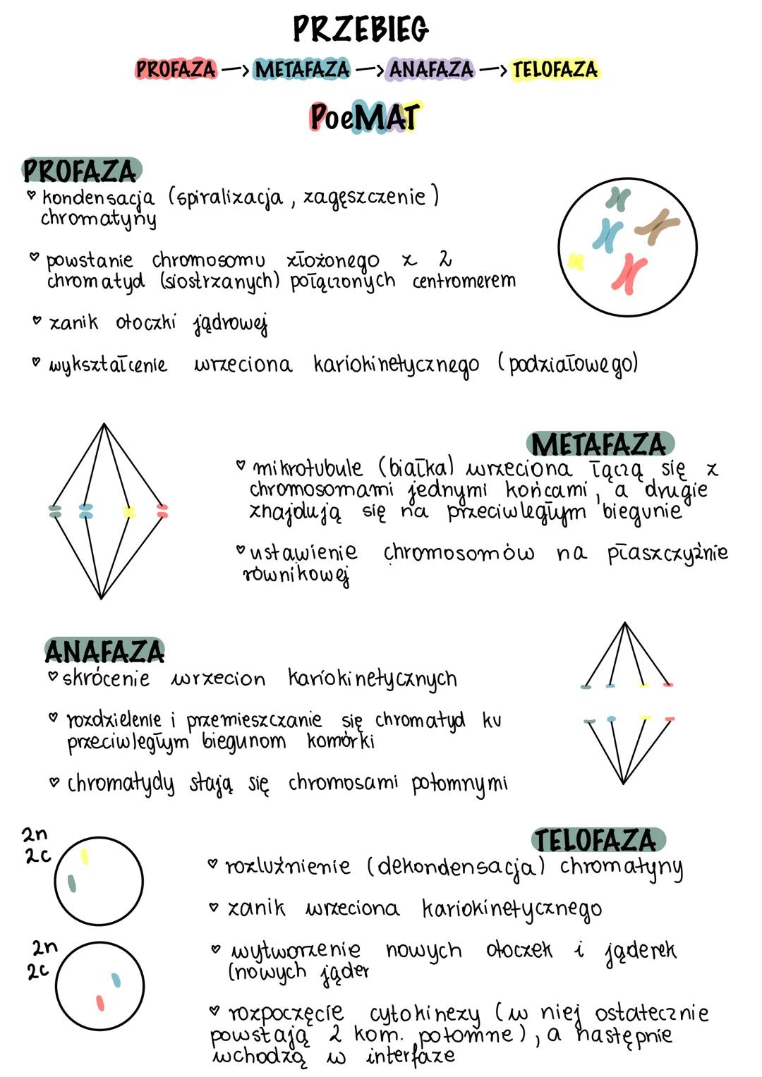 --- OCR Start ---
mitoza
to podział pośredni jądra komórkowego komórek somatycznych
(budujących ciało organizmu)
NA CZYM POLEGA MITOZA?
Mito