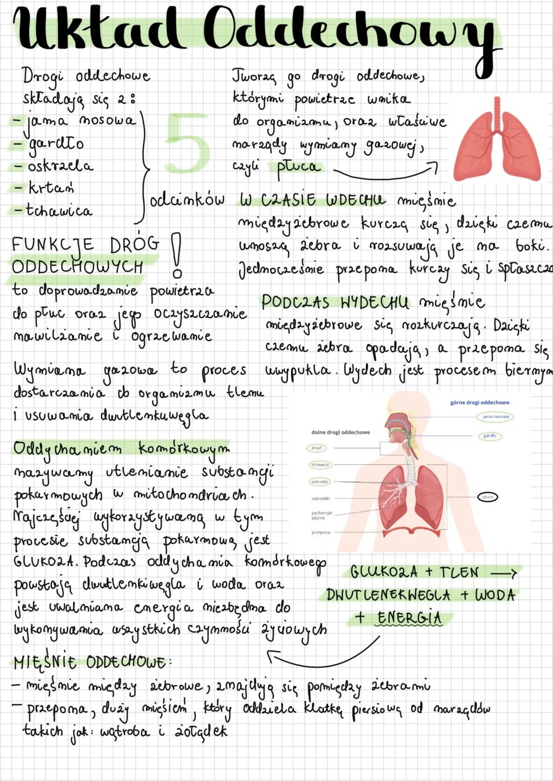 --- OCR Start ---
Układ
Drogi oddechowe
składają się 2:
- jama nosowa
gardło
oskraela
krtam
tchawica
Oddechowy
Jworaç go drogi oddechowe,
kó