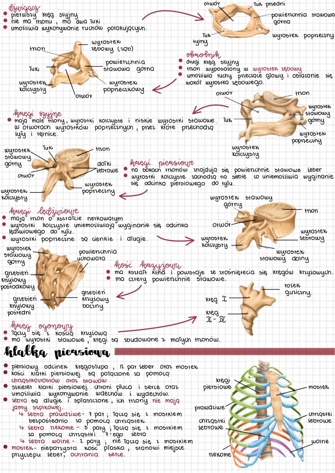 # Elementy szkieletu
Szkielet osiowy сгазгка, ктęgosłup, szkielet klatki piersiowej funkcje poaporowe i ochronne.
## czaszka
• тогдоcrаѕгка