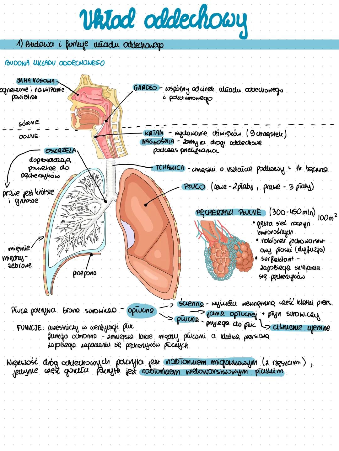 --- OCR Start ---
Układ oddechowy
1) Budowa i fenkye władu oddechowego
BUDONA UKEADU ODDECHOWEGO
AMA NOSOWA
ognewanie i nawilzanie
powietr
G