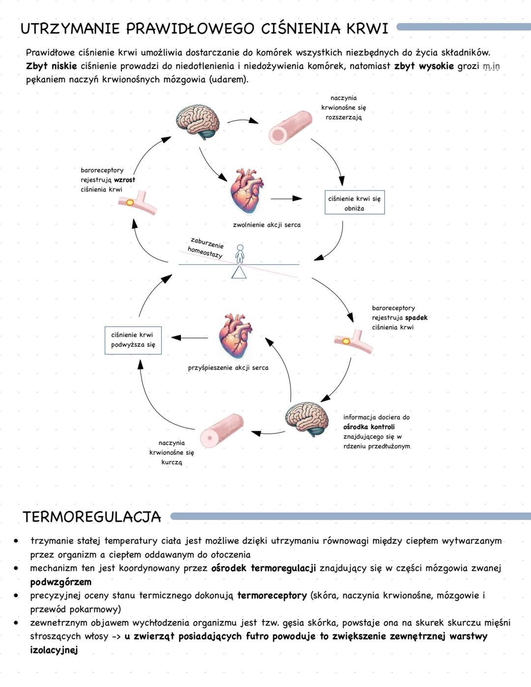 # UNIKATOWE CECHY CZŁOWIEKA
- pionowa postawa ciała
- zredukowane owłosienie
- wysoki stopień rozwoju i zróżnicowania mózgowia
# POZIOMY O