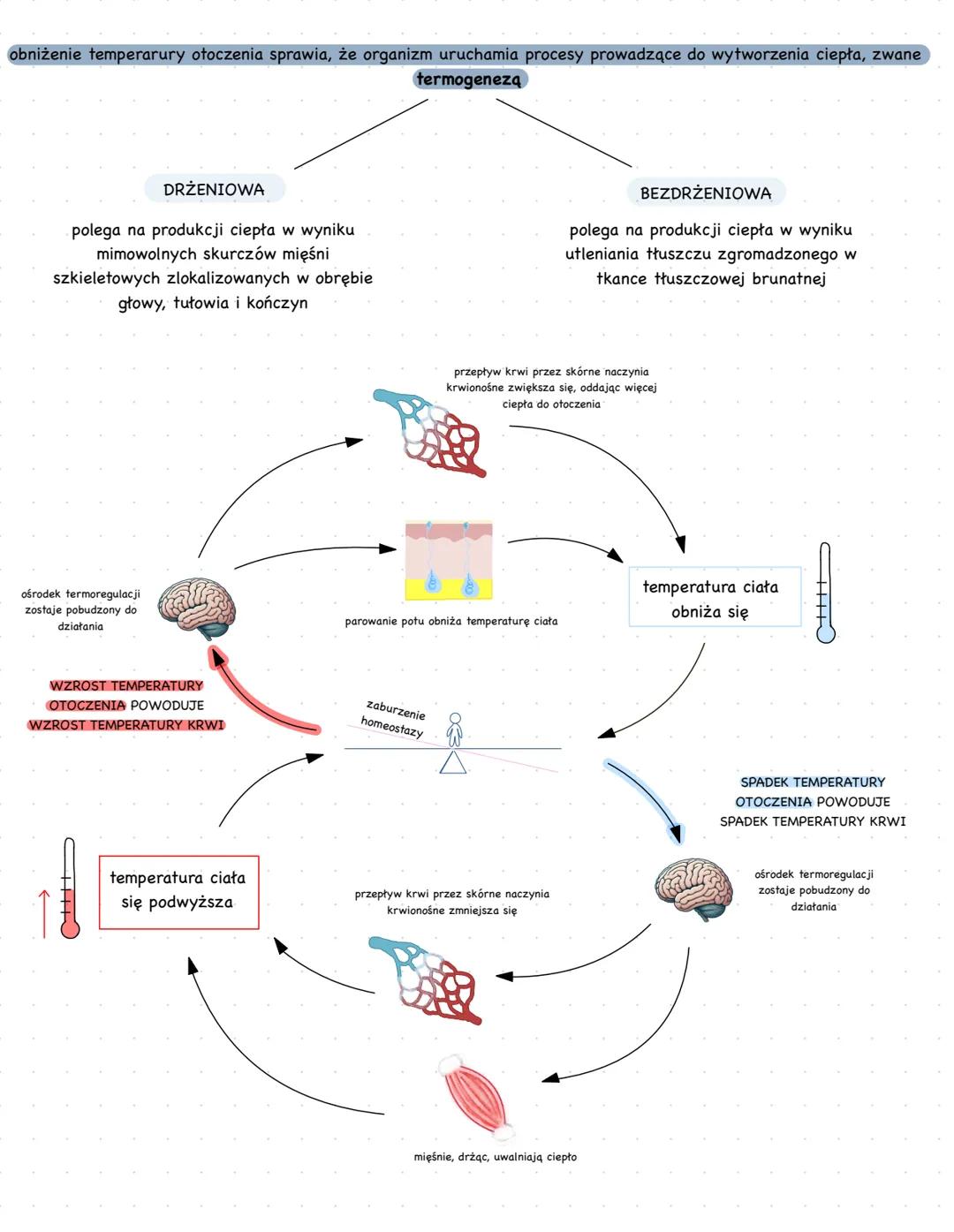 # UNIKATOWE CECHY CZŁOWIEKA
- pionowa postawa ciała
- zredukowane owłosienie
- wysoki stopień rozwoju i zróżnicowania mózgowia
# POZIOMY O